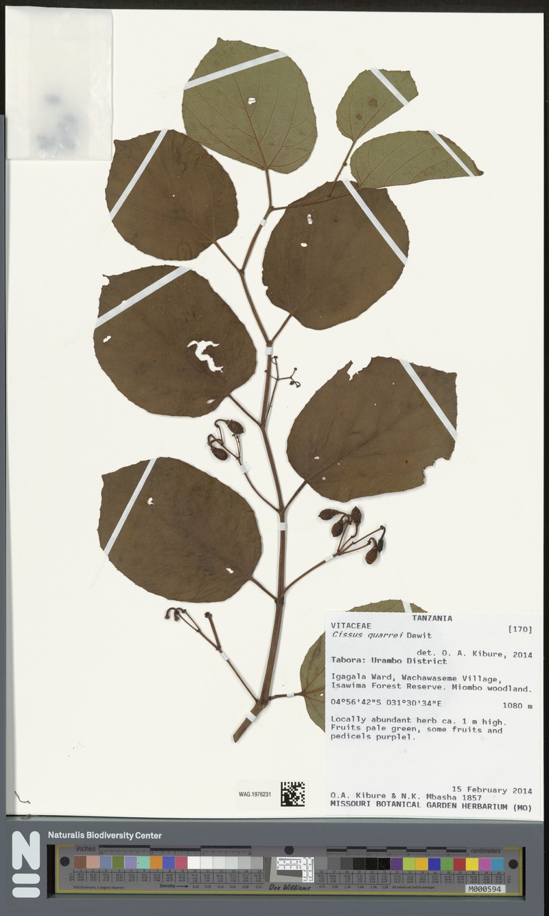 Cissus quarrei photo 2