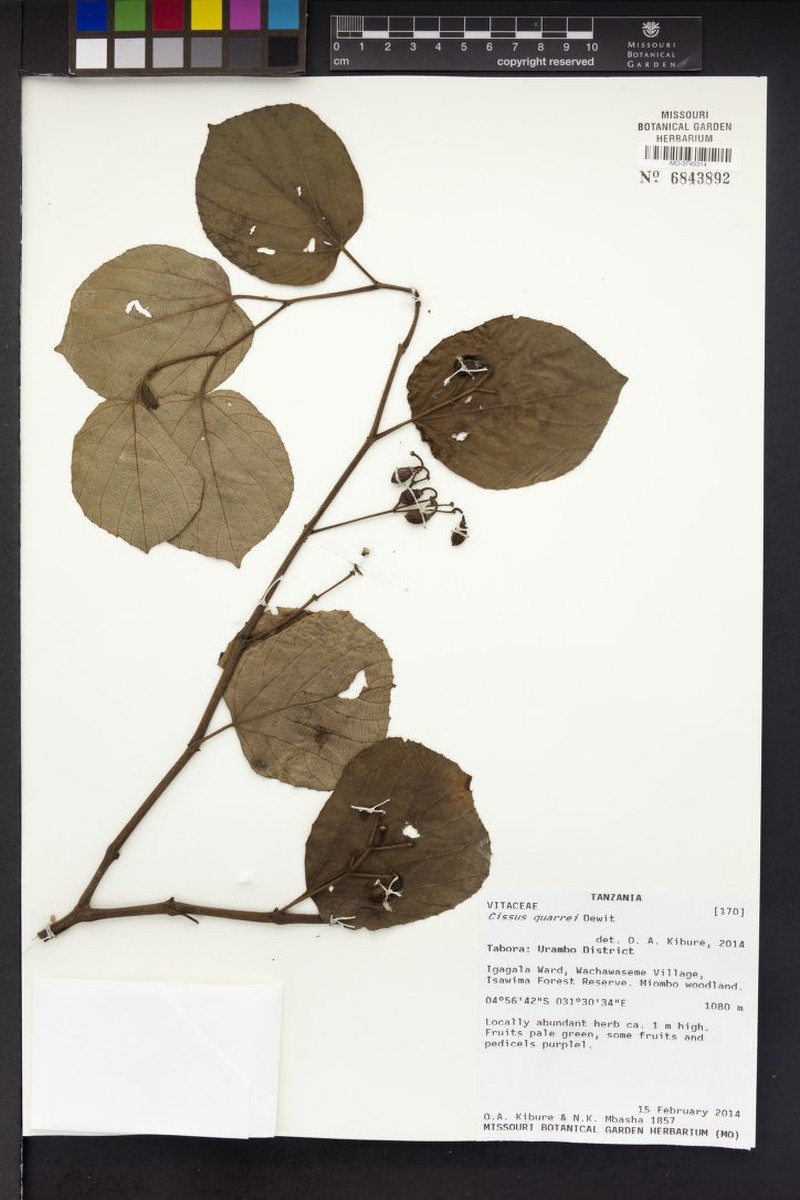 Cissus quarrei photo 3