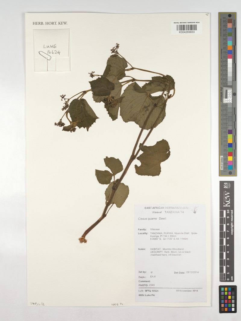 Cissus quarrei photo 4