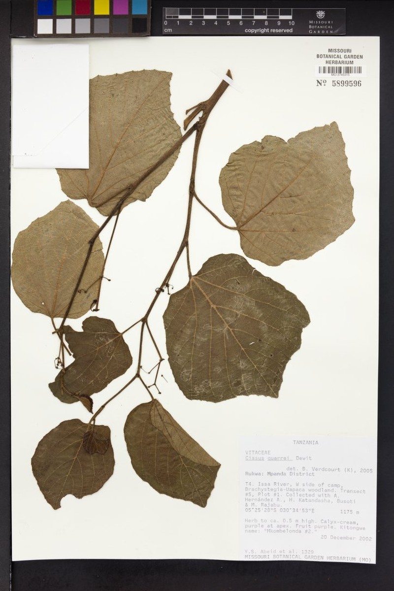 Cissus quarrei photo 5