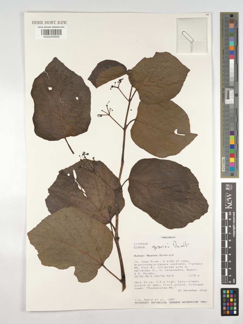 Cissus quarrei photo 6