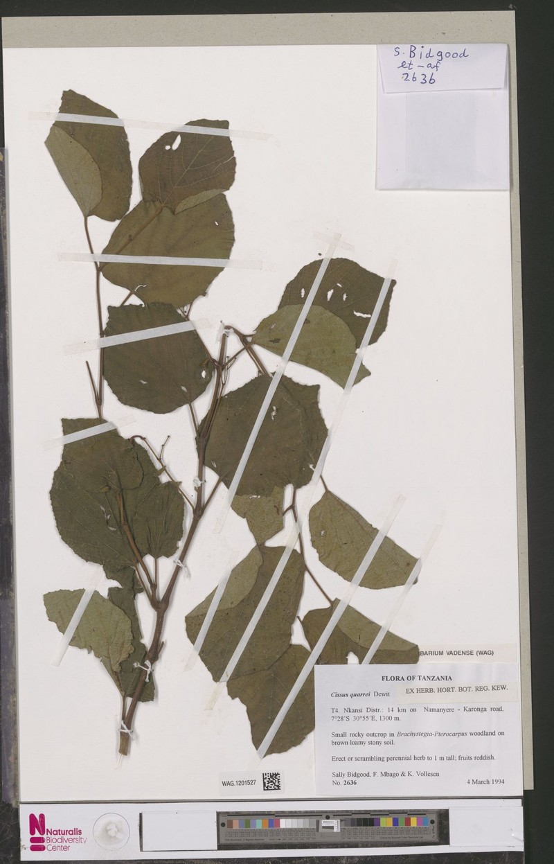 Cissus quarrei photo 7