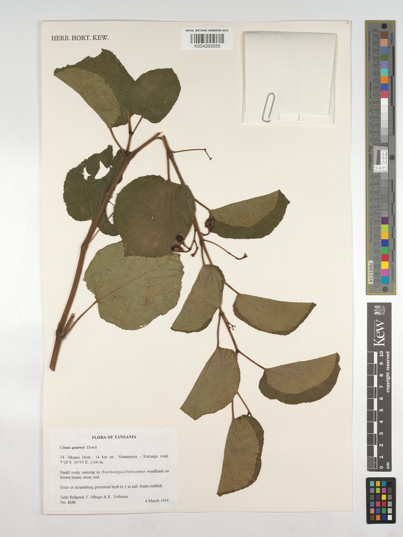 Cissus quarrei photo 8