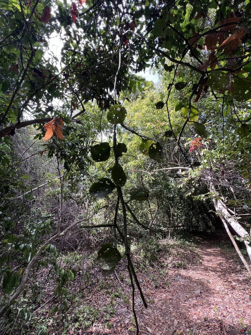 Cissus quinquangularis