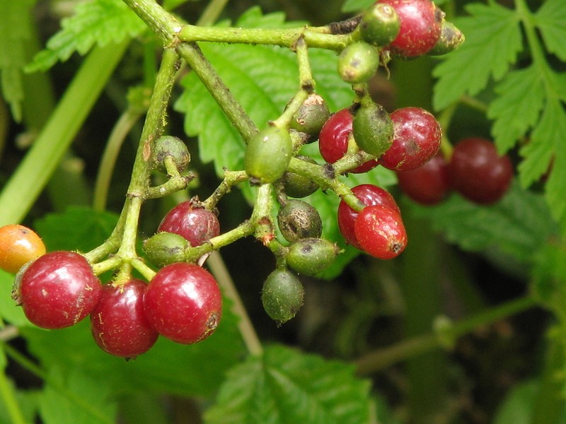 Cissus quinquangularis photo 2