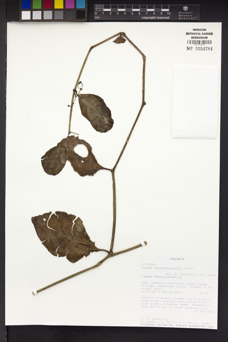 Cissus quinquangularis photo 3
