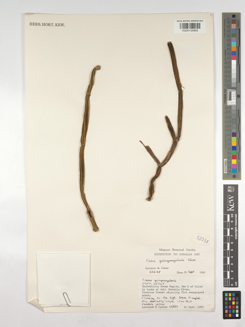 Cissus quinquangularis photo 4