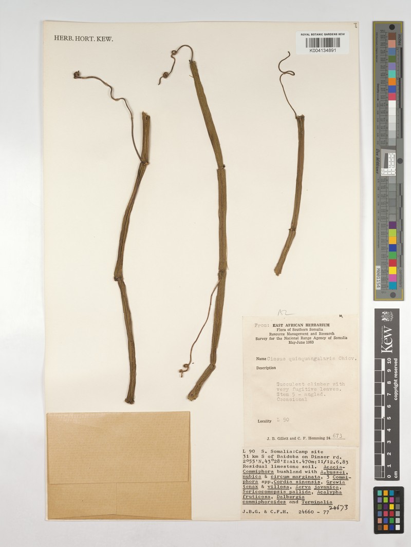 Cissus quinquangularis photo 5