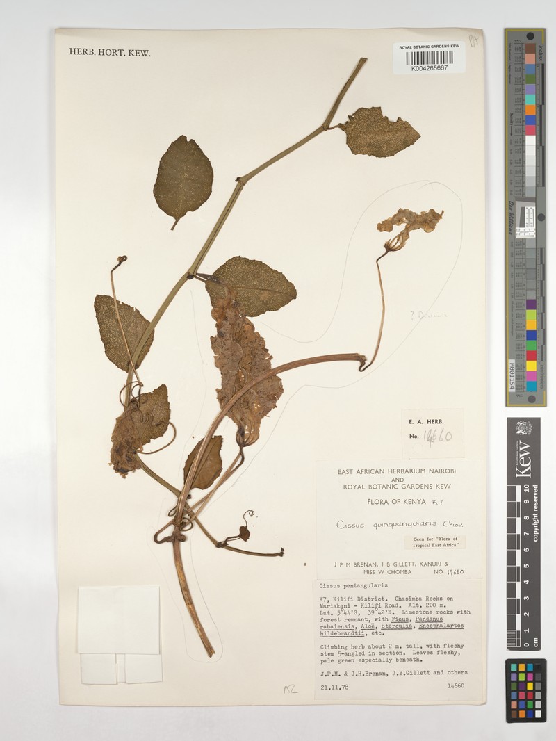 Cissus quinquangularis photo 6