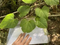 Cissus reniformis