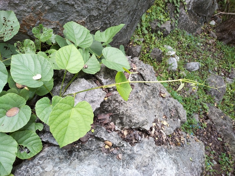 Cissus reniformis photo 2