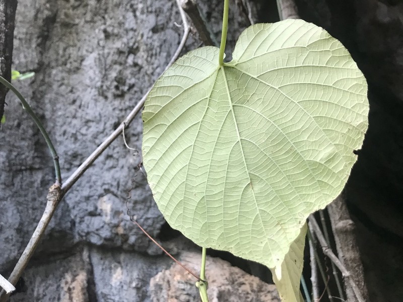 Cissus reniformis photo 3