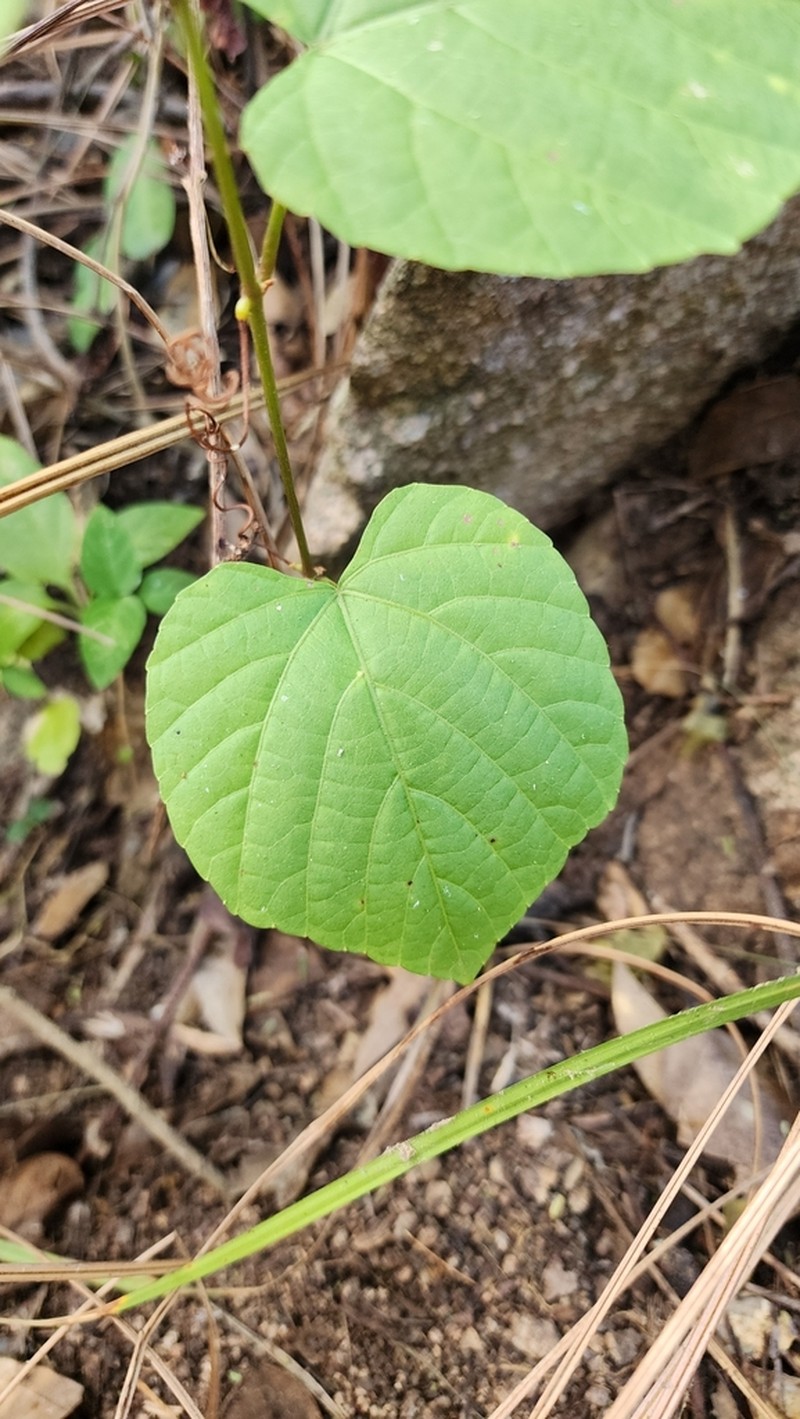Cissus reniformis photo 4