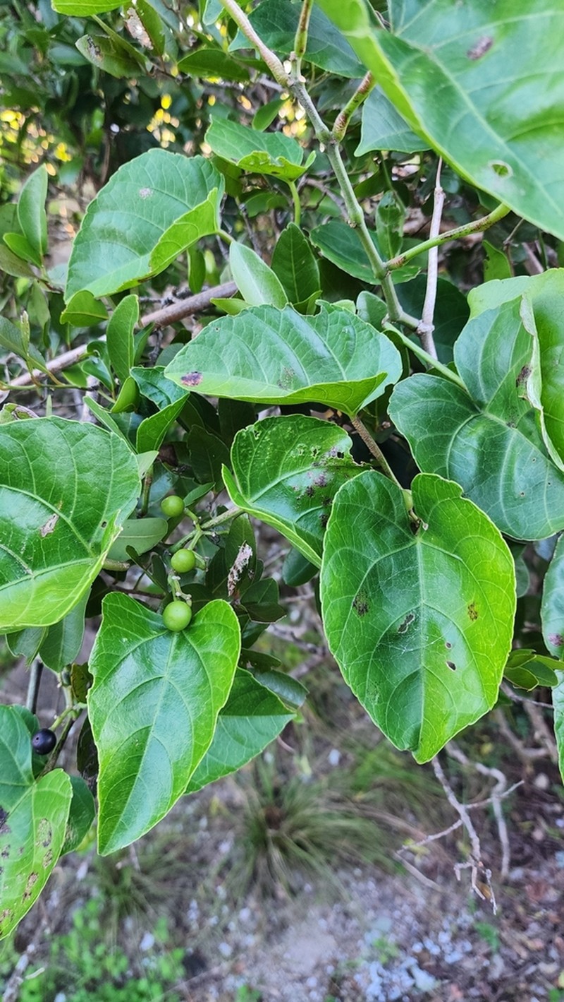 Cissus reniformis photo 5