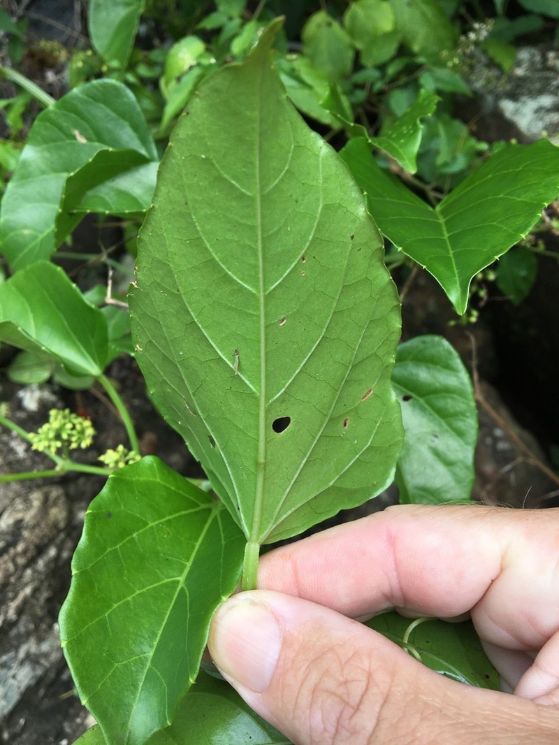 Cissus reniformis photo 6