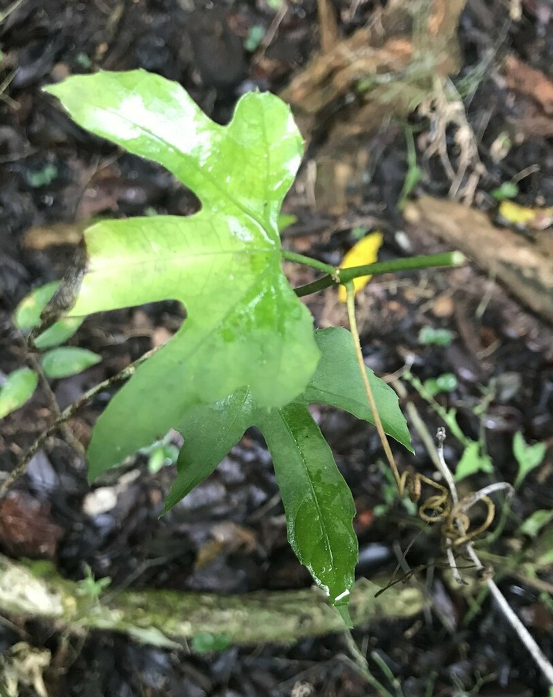 Cissus reniformis photo 7