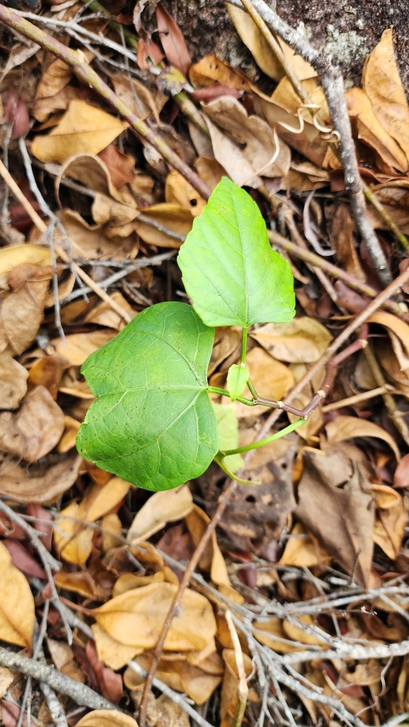 Cissus reniformis photo 8