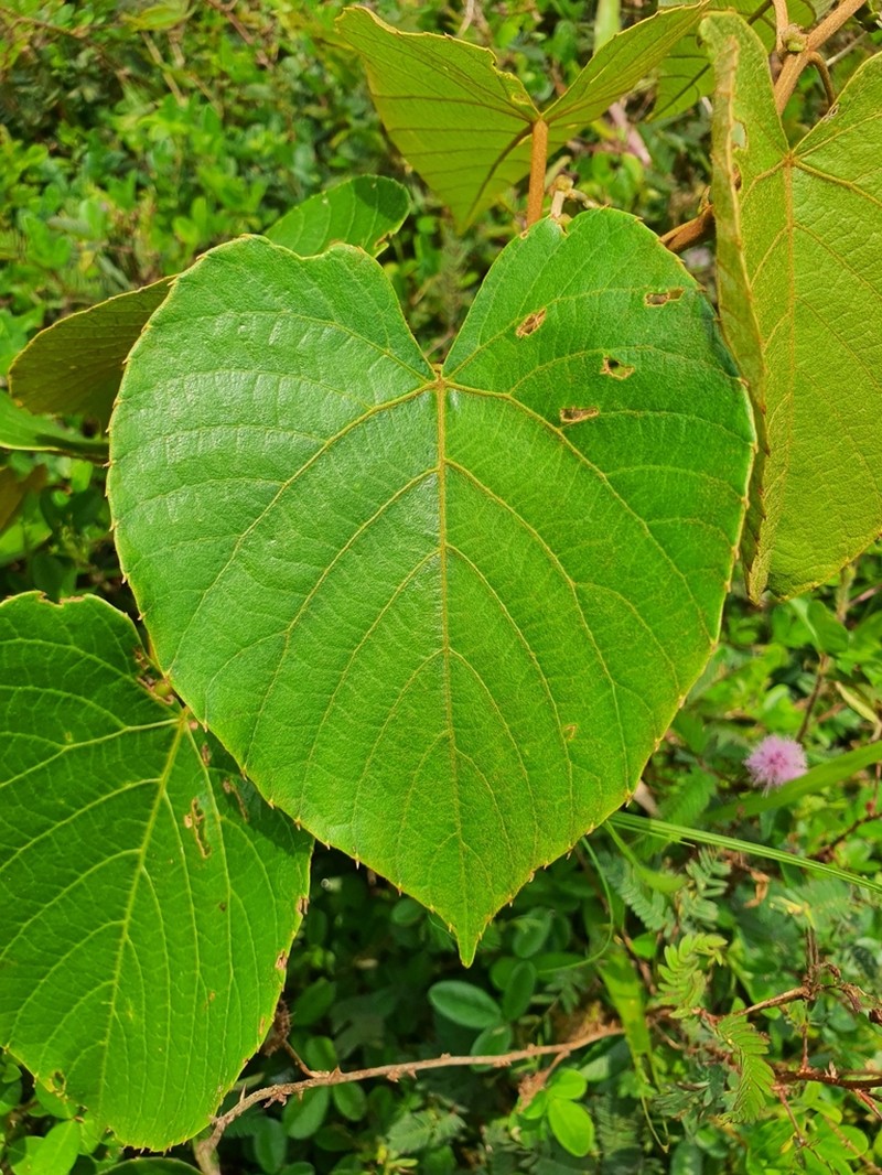 Cissus repanda