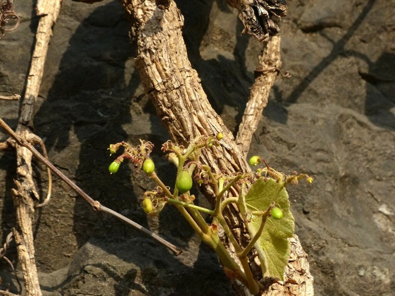 Cissus repanda photo 3