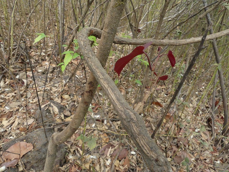 Cissus repanda photo 4