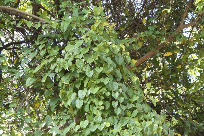 Cissus repanda photo 5