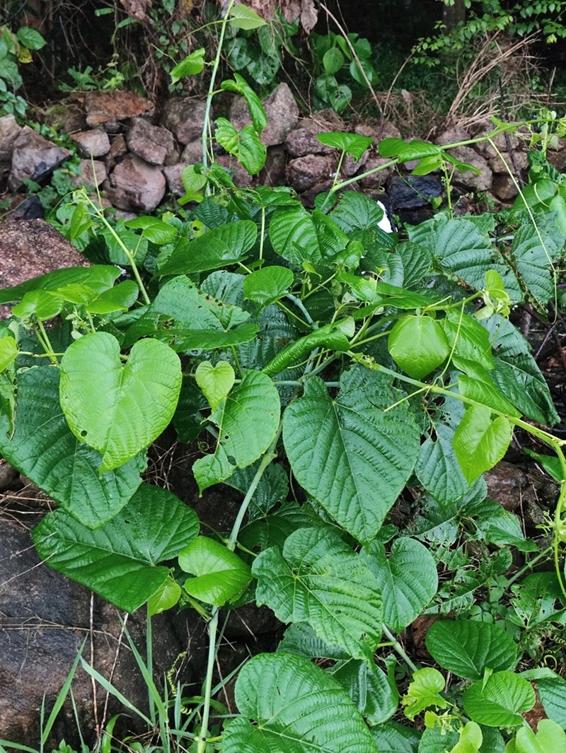 Cissus repanda photo 6
