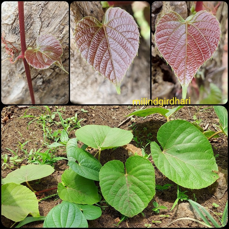 Cissus repanda photo 7