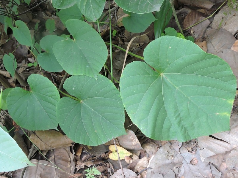 Cissus repanda photo 8