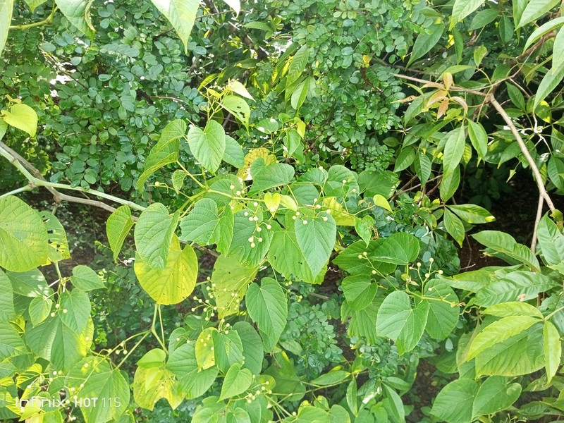 Cissus photo 3