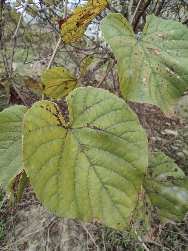 Cissus photo 4