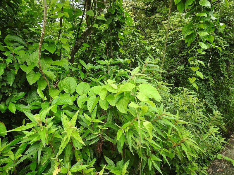 Cissus photo 5