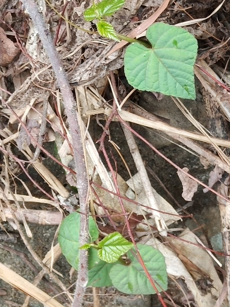 Cissus photo 6