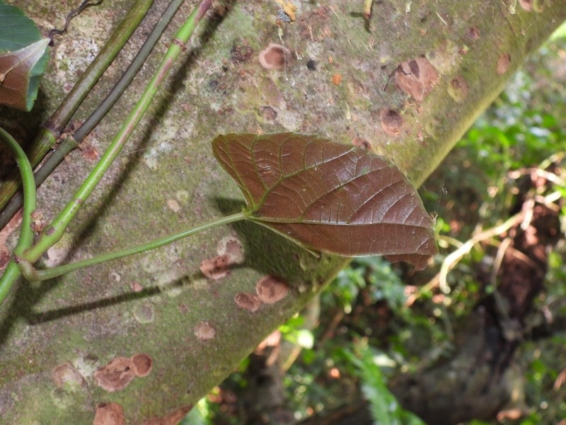 Cissus photo 7