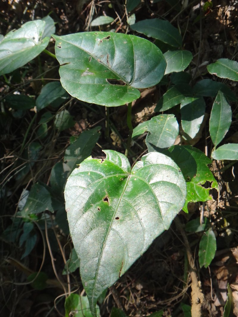 Cissus photo 2