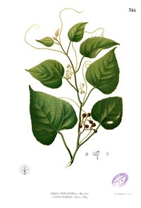 Cissus
