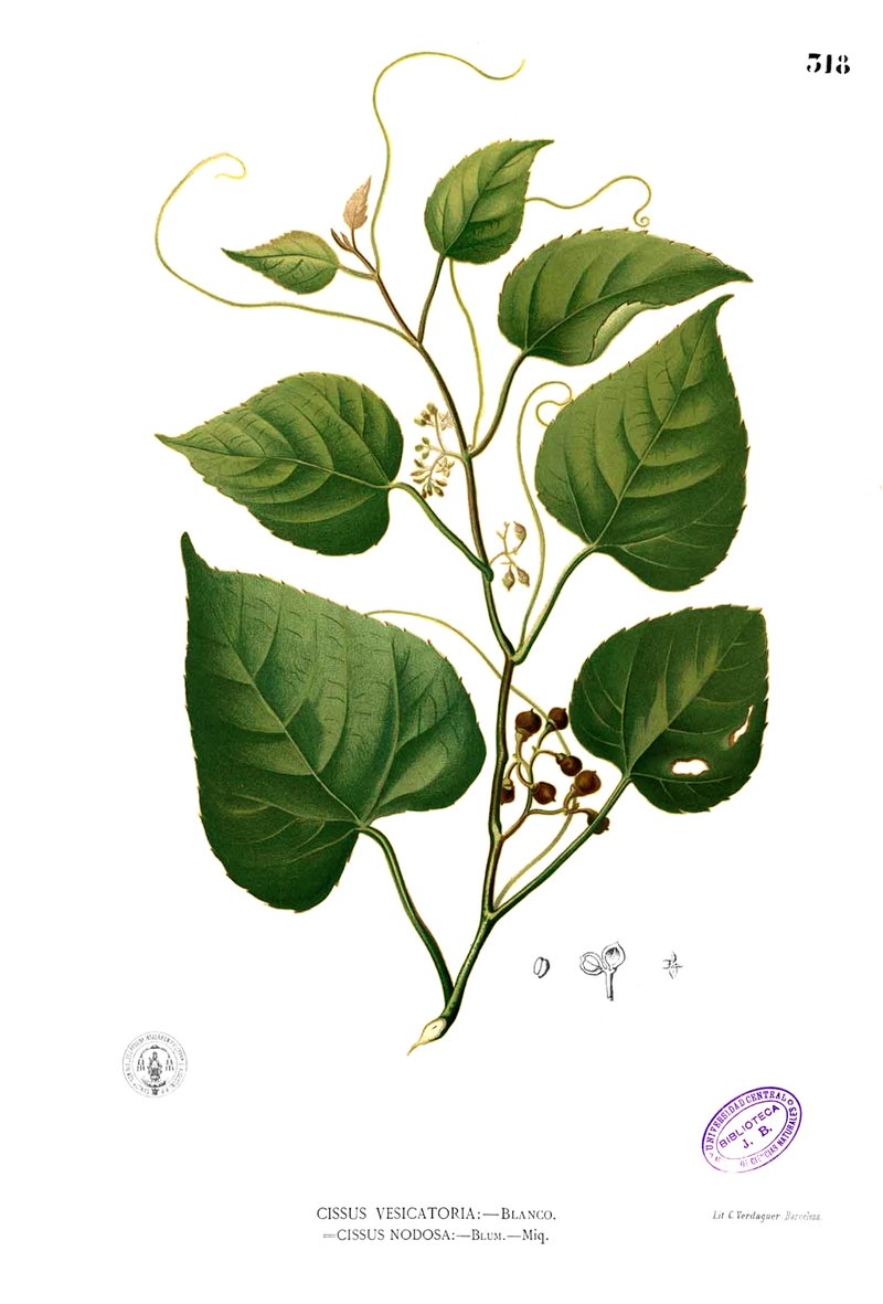 Cissus