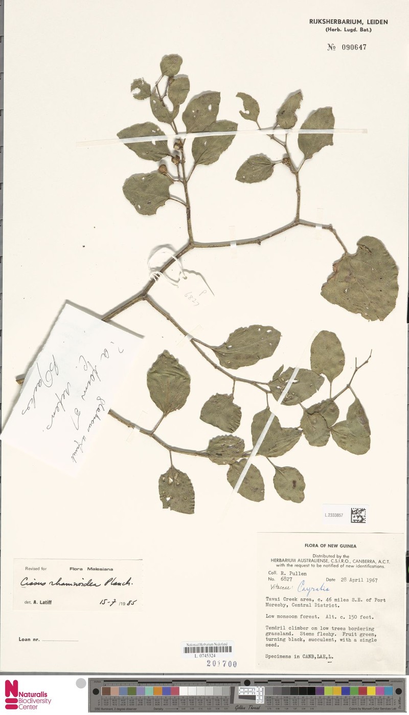 Cissus rhamnoidea
