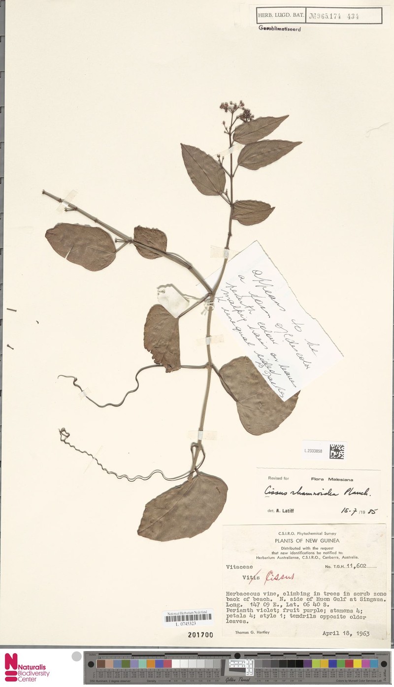 Cissus rhamnoidea photo 2