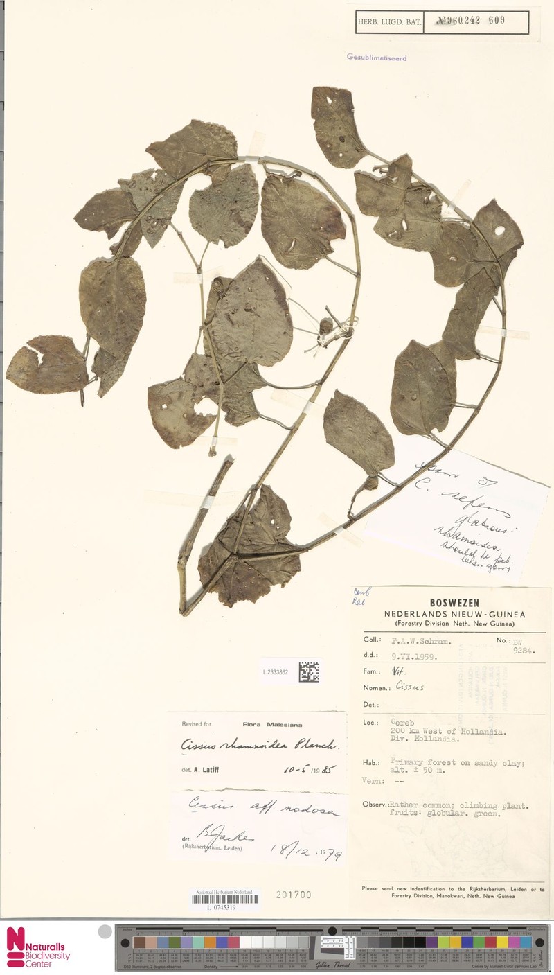 Cissus rhamnoidea photo 3
