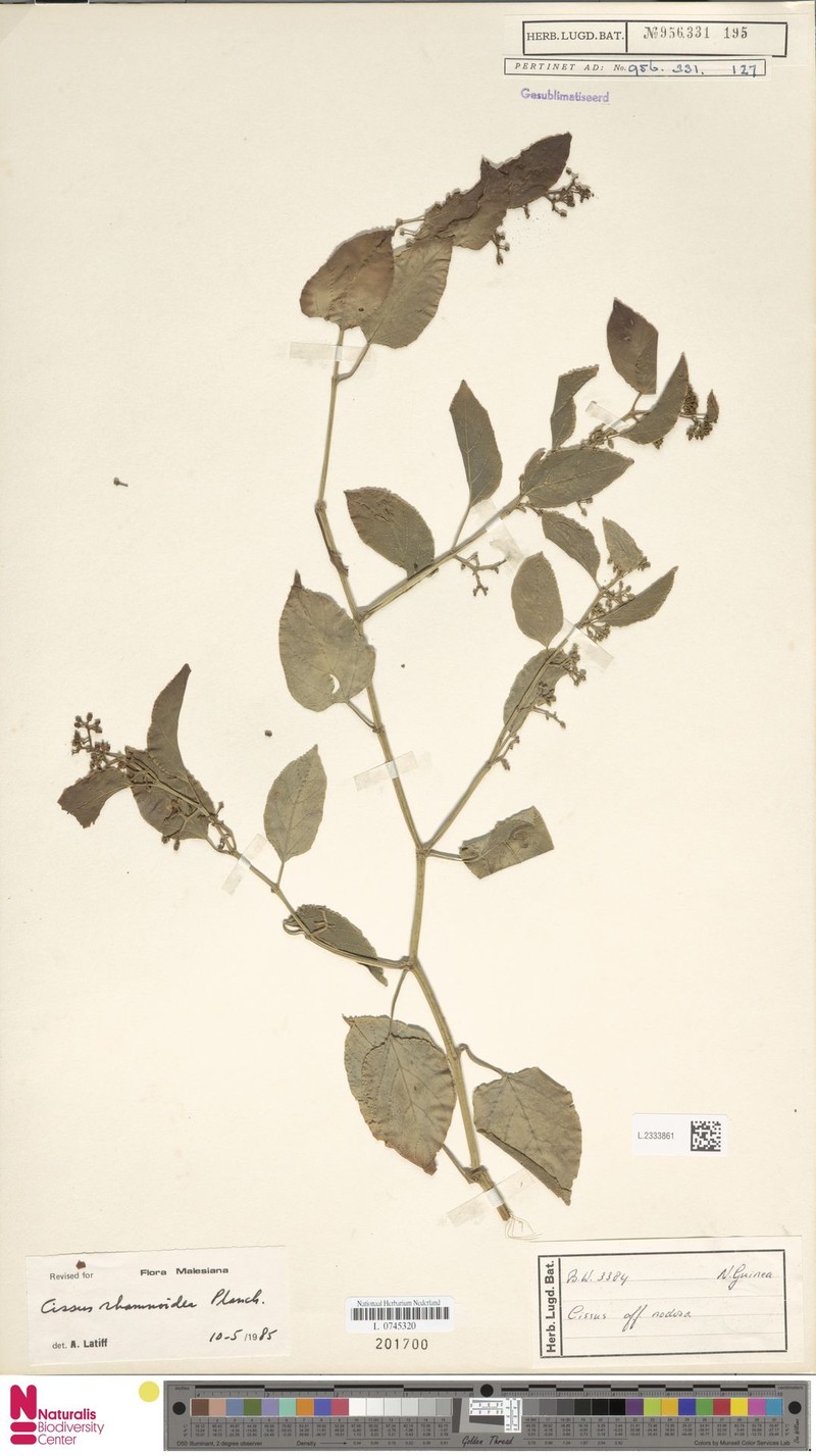 Cissus rhamnoidea photo 4