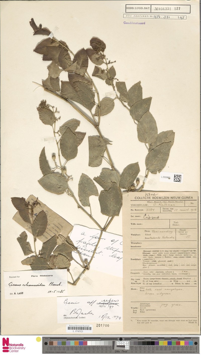 Cissus rhamnoidea photo 5