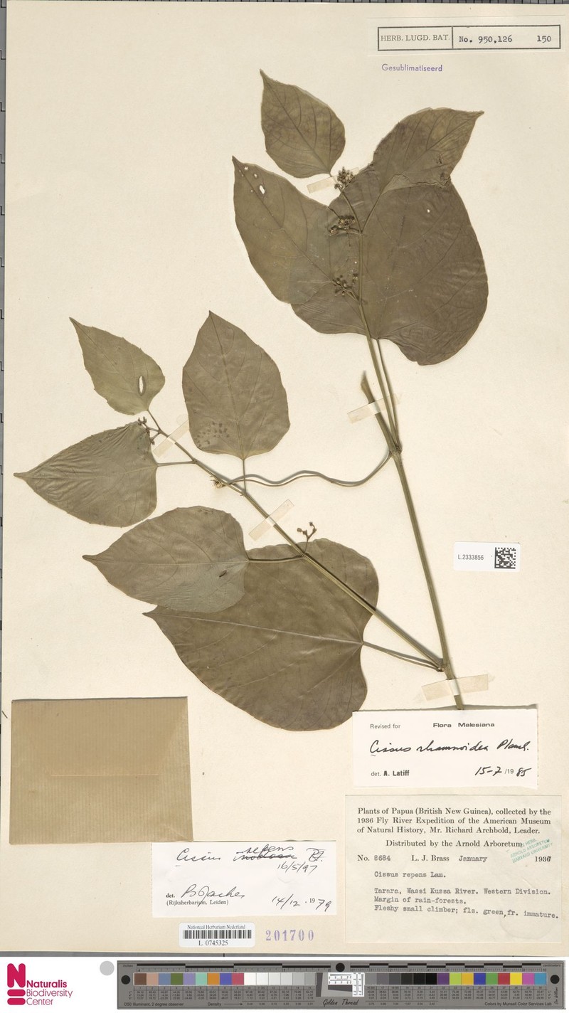 Cissus rhamnoidea photo 6