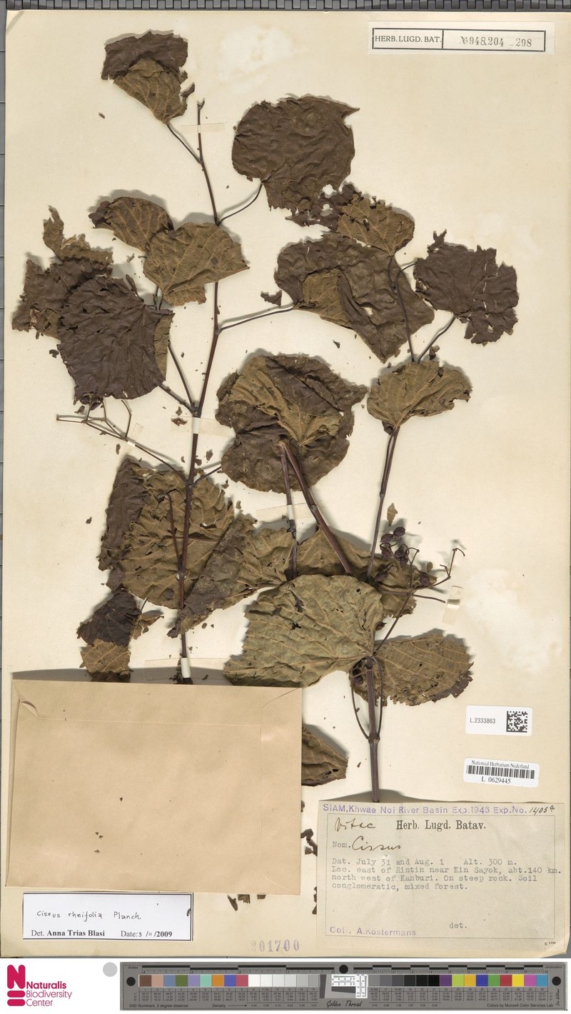 Cissus rheifolia