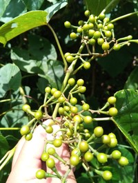 Cissus rhodotricha