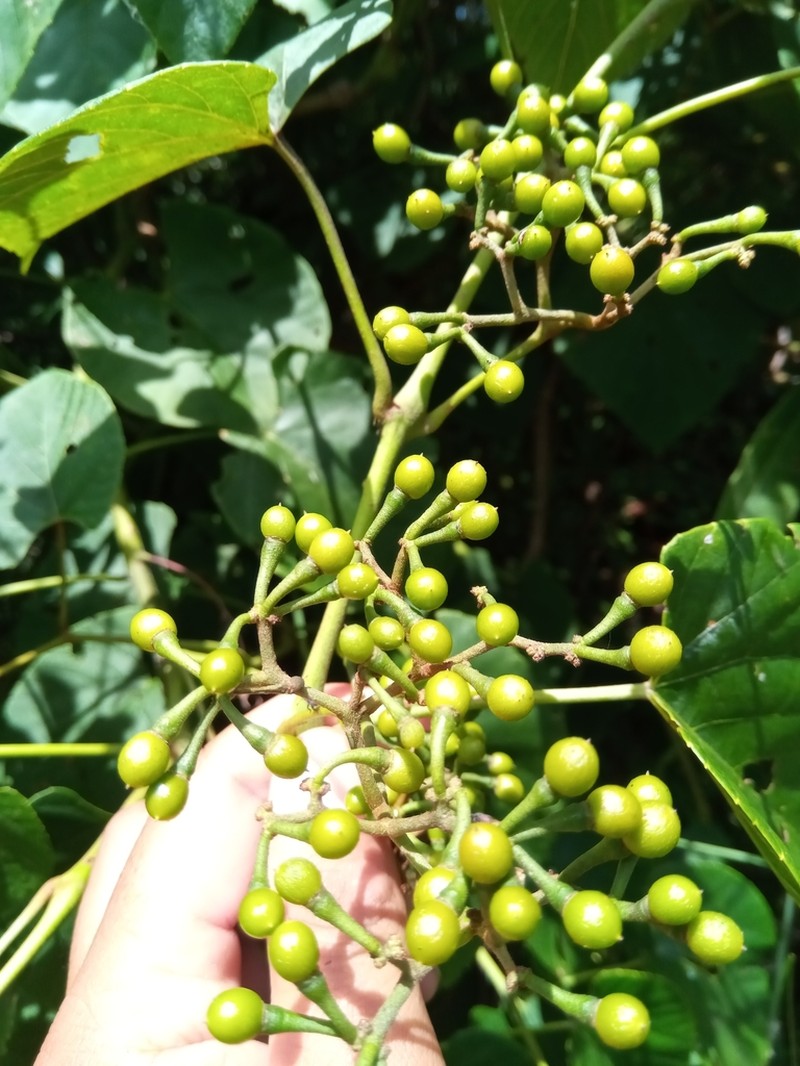 Cissus rhodotricha