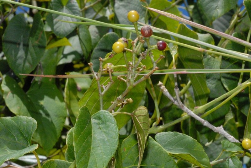 Cissus rhodotricha photo 2
