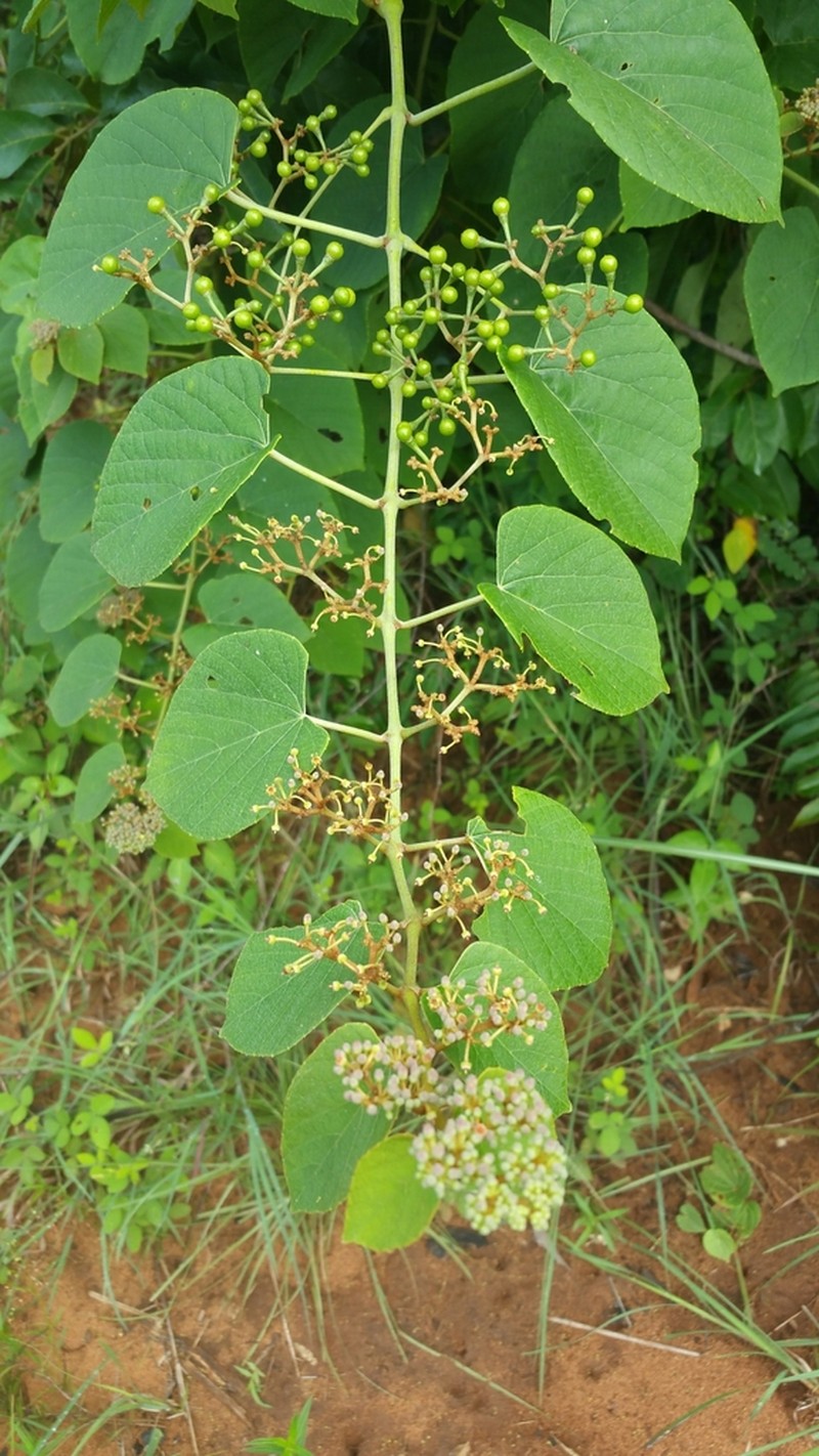 Cissus rhodotricha photo 3