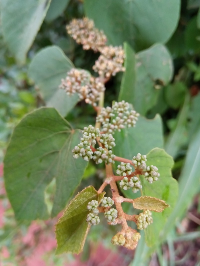 Cissus rhodotricha photo 4