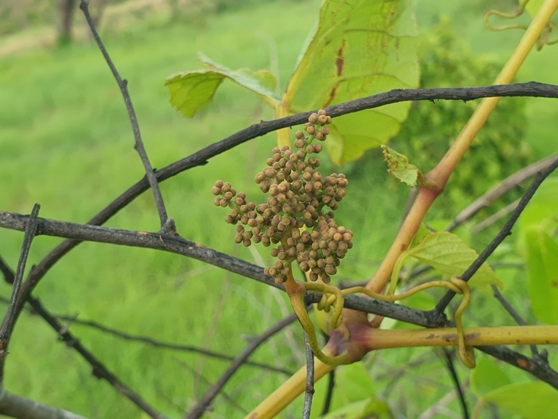 Cissus rhodotricha photo 5