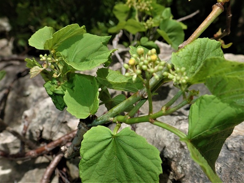 Cissus rhodotricha photo 6